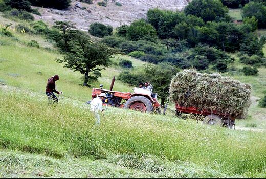 برداشت ۲۵۰ هزار تن علوفه از مراتع چهارمحال و بختیاری 