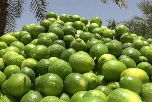 برداشت ۶۰ هزار تن لیمو در بوشهر