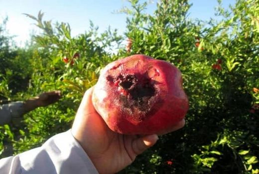 شهرضا پیشرو در طرح مبارزه با کرم گلوگاه انار است