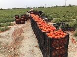 برداشت 45 هزارتن گوجه فرنگی درسیستان وبلوچستان