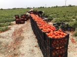 برداشت 45 هزارتن گوجه فرنگی درسیستان وبلوچستان