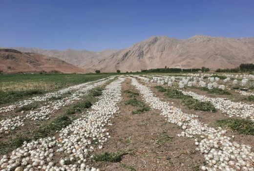 آغاز برداشت پیاز  از اراضی زراعی شهرستان فارسان