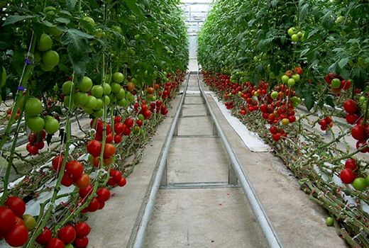 اصفهان پیشرو در تولید محصولات گلخانه‌ای