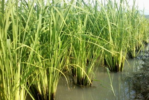 موافقت دولت با ممنوعیت کشت برنج خارج از شمال ایران