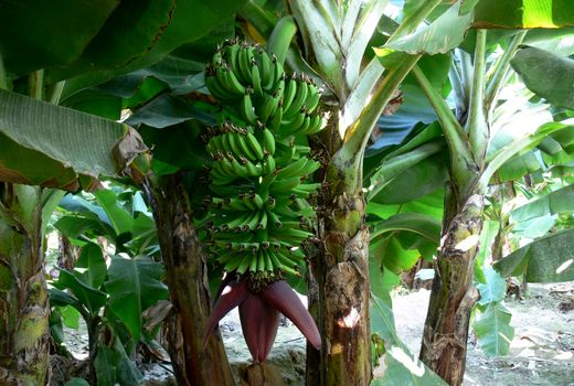 200 کارشناس سیستان و بلوچستان آموزش کشت بافت موز را فرا گرفتند