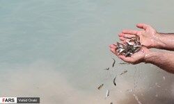 رهاسازی 3.5 میلیون قطعه بچه ماهی در منابع آبی غیرشرب کردستان