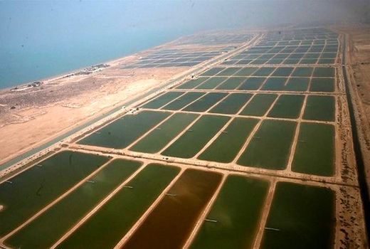 ذخیره ۳۷۰ میلیون بچه میگو در استخرهای پرورشی بوشهر 