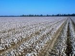 تکمیل چرخه تولید و فرآوری پنبه در خراسان جنوبی