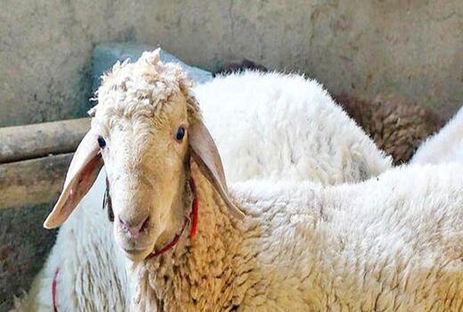 نظارت دامپزشکی خوزستان بر ذبح  10 هزار رأس دام در روز عید قربان