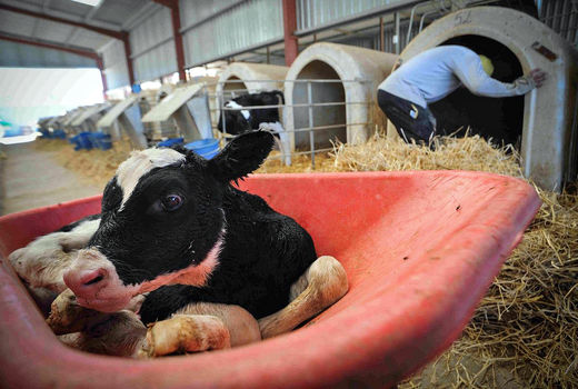 صرفه‌جویی 75 درصدی در هزینه سوخت دامداری‌های فارس