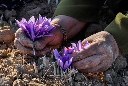 برداشت گل‌های زعفران در بیضاء آغاز شد