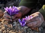 برداشت گل‌های زعفران در بیضاء آغاز شد