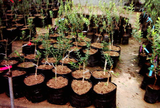 گواهی تولید سه میلیون اصله نهال در استان قزوین صادر شد