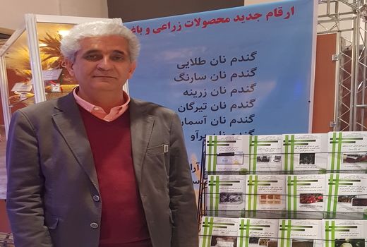 سن گندم به صورت بیولوژیک کنترل می‌شود