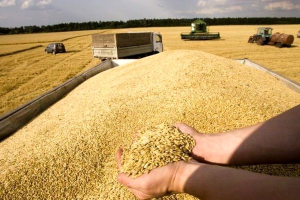 نظارت میدانی بر برداشت گندم آبی در مرند / خرید ۶۵۰۰ تن گندم تا امروز