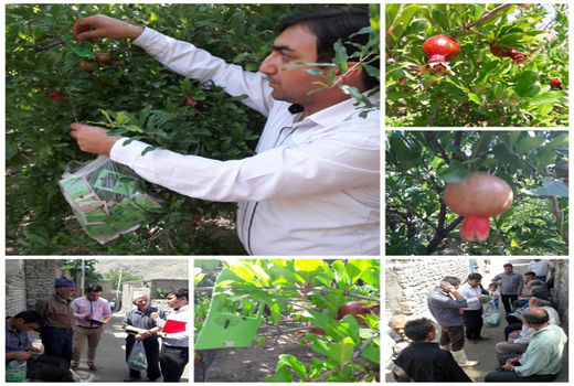 انجام عملیات کنترل بیولوژیک و غیر شیمیایی 20 هکتار از باغات انار در جلفا