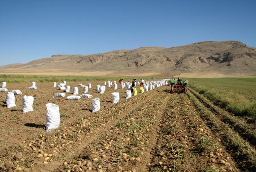 آغاز برداشت سیب‌زمینی از مزارع کشاورزی استان قزوین