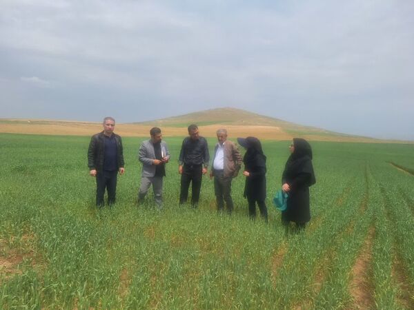 بازدید از مزارع غلات و طرح‌های مشارکتی گندم و جو در شهرستان بوکان