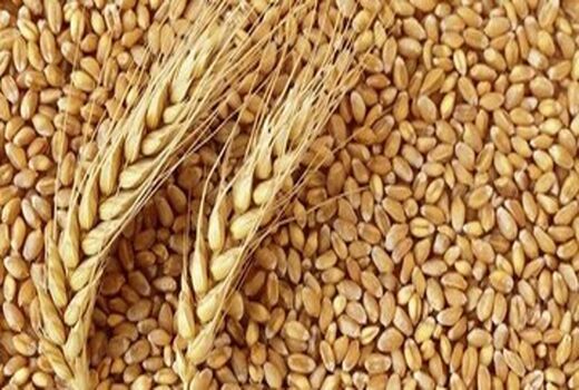 اختصاص ۲۷۱ میلیارد تومان تسهیلات به شرکت‌های تولید کننده بذر