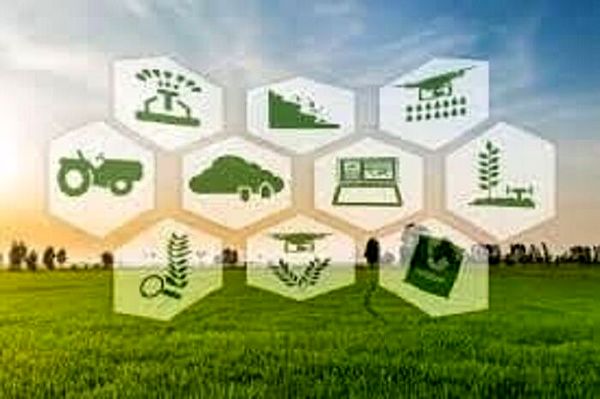 پایداری تولید با کشاورزی پژوهشگرانه و دانش بنیان