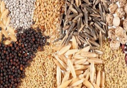 قیمت انواع بذر برای سال زراعی پیش رو در استان آذربایجان شرقی اعلام شد