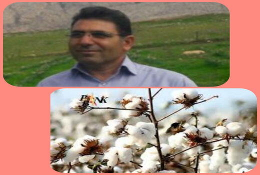 اختصاص ۴۳۰ هکتار از اراضی کشاورزی دهلران به کشت محصول پنبه