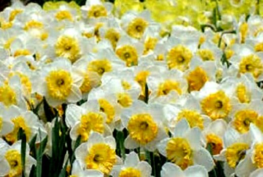 جشنواره گل نرگس خفر برگزار می شود     