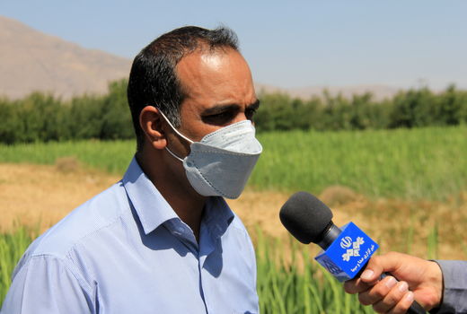 کشت گلا گلایول در پنج هکتار از اراضی کشاورزی شهرستان بروجن