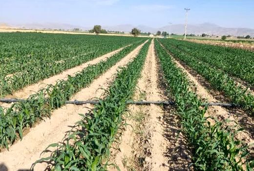 کشت ذرت در 7 هزار هکتار از اراضی کشاورزی فیروزآباد