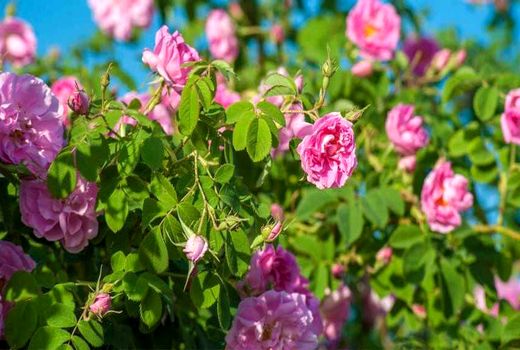 توسعه کشت گل محمدی در شهرکرد