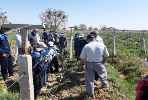 باغداران شهرستان تاکستان با آموزش صحیح هرس باغ های انگورآشنا شدند