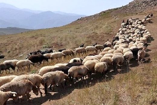 میزان تولید گوشت عشایر خراسان شمالی 20 درصد افزایش می یابد