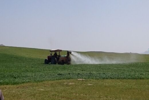 آغاز کنترل شیمیایی علف‏های هرز مزارع غلات استان مرکزی 