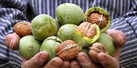تولید سالانه بیش از 3500 تن گردو در شهرستان خلخال 