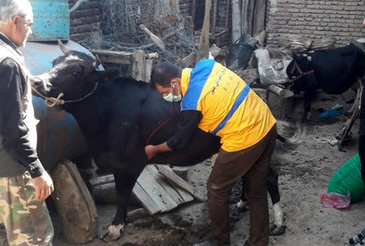 واکسیناسیون، سمپاشی، ویزیت و معاینه رایگان دام و طیور در روستاها و مناطق محروم استان آذربایجان شرقی