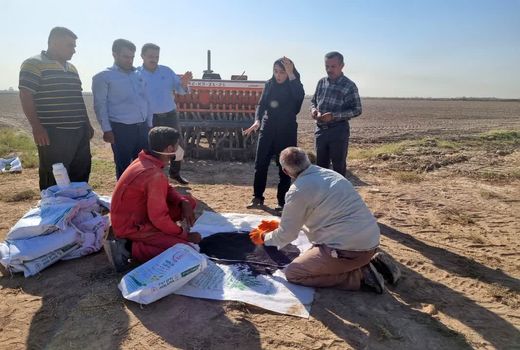 پیش‌بینی کشت دو هزار هکتار کلزا در کارون