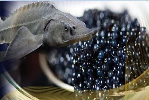 انستیتوی ایرانی ماهیان خاویاری هم‌ردیف مراکز آمریکا، چین و روسیه شد