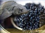 انستیتوی ایرانی ماهیان خاویاری هم‌ردیف مراکز آمریکا، چین و روسیه شد