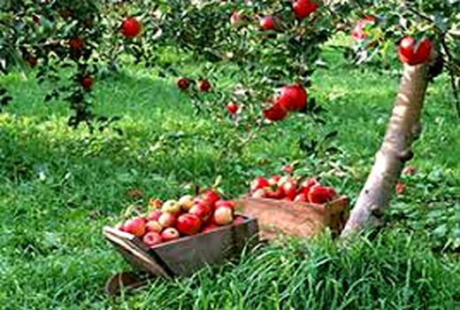  اختصاص3156 هکتار از باغات استان کرمان به محصول سیب