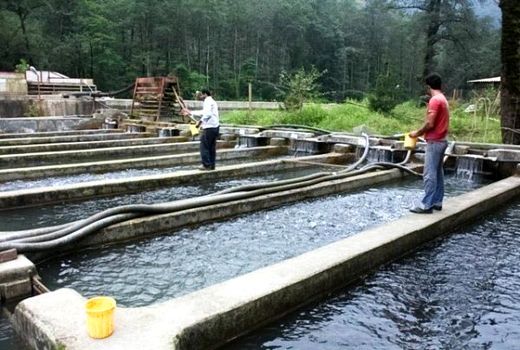 پرورش آرتمیا راهکاری برای اشتغال در حوضه آبریز دریاچه ارومیه