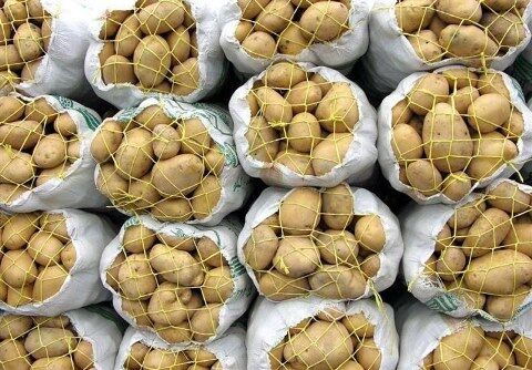 هشدار جدی برای جلوگیری از خسارت بید سیب زمینی در انبارها
