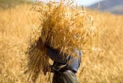 سازو کاری برای کشت گندم مشخص شود