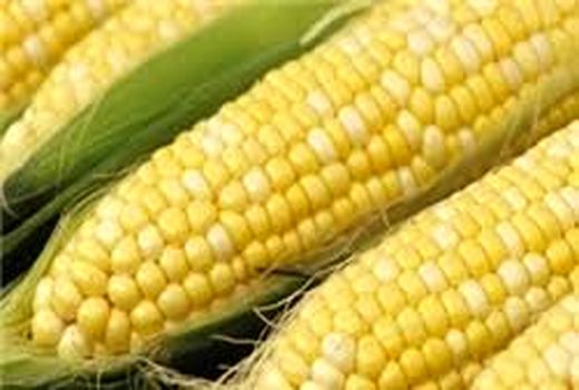 پیش‌بینی برداشت بیش از 340 هزار تن ذرت سیلویی