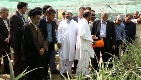 بازدید وزیر جهاد کشاورزی از گلخانه تحقیقاتی پرورش نهال کشت بافتی آناناس در چابهار