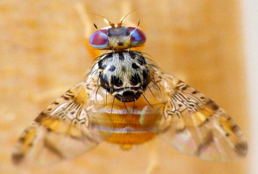 برگزاری کارگاه آموزشی مبارزه با مگس میوه مدیترانه ای در شهرستان زرند