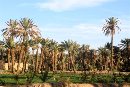 آشنایی با اصول احداث نخلستان در آبادان