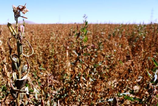 سرما زدگی محصولات کنجد در خاتم