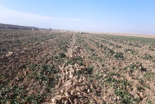 20 هزار تن چغندر قند خرم بید راهی کارخانه می شود