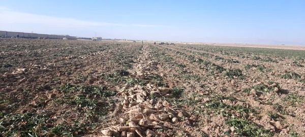 20 هزار تن چغندر قند خرم بید راهی کارخانه می شود