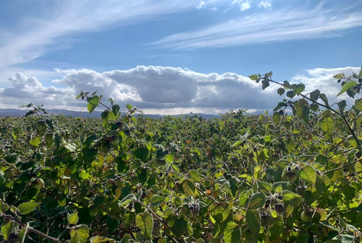 اولین مزرعه 